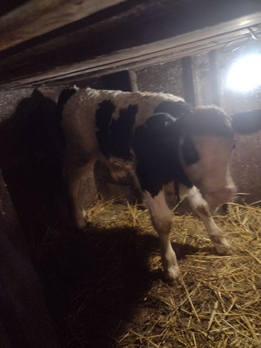 Vând vițel de rasă