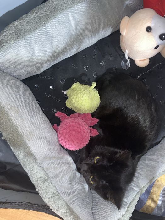 Девочка котенка отдам добрые руки