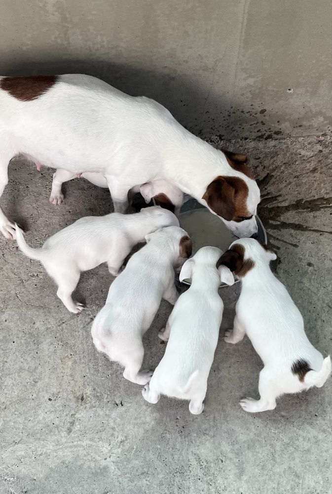 Jack Russell terrier / Джак Ръсел териер