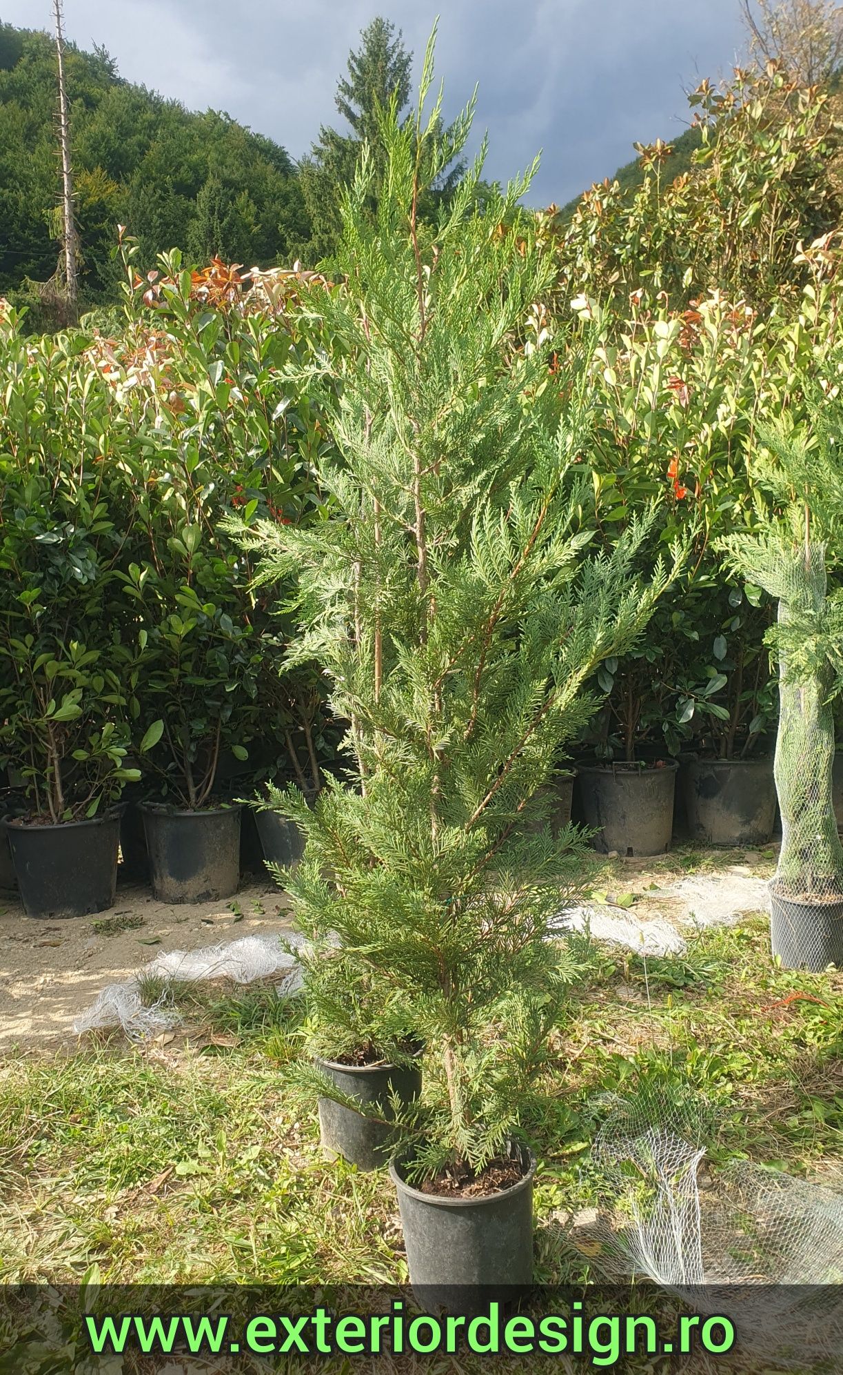 Pon pon Tuia spirala, plante ornamentale pret minim ( thuja smaragd)