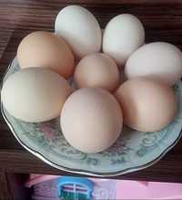 Домашние яйца,без ГМО. На инкубатор. Свежие.