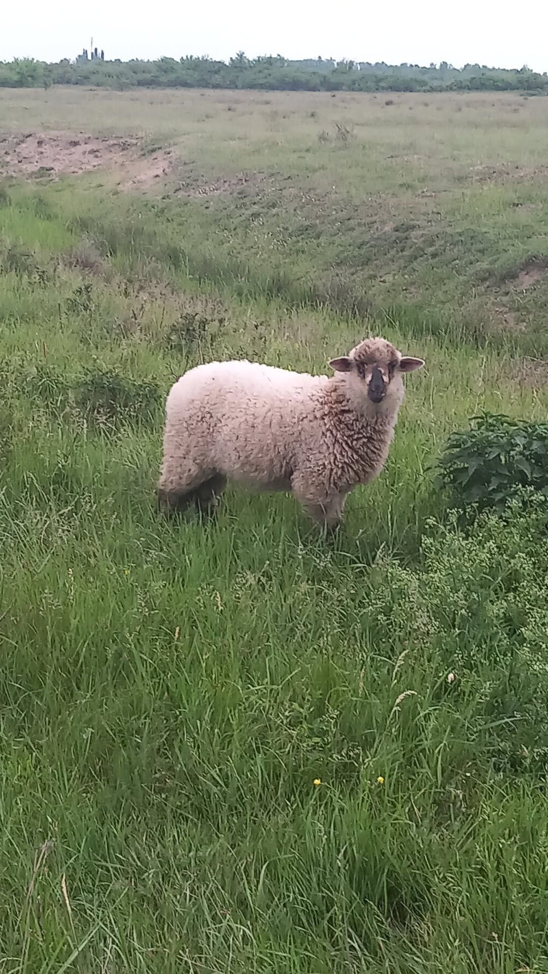 Vând sau dau la schimb pe miere țigăi