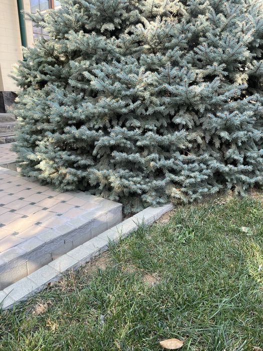 Ель голубая до 4 метров 8 шт