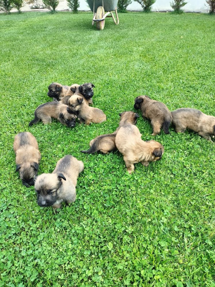 Donez catelusi Malinois