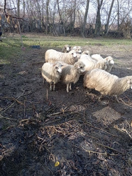 Vând mielute și berbecuți