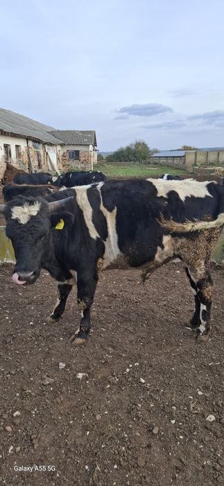 Продават се 15 бр мъжки и женски телета