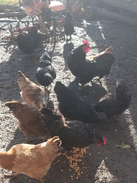 Cocosi și găini australorp