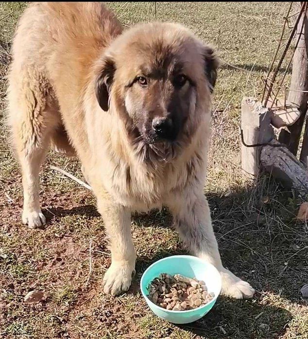Adoptie adult metis ciobanesc