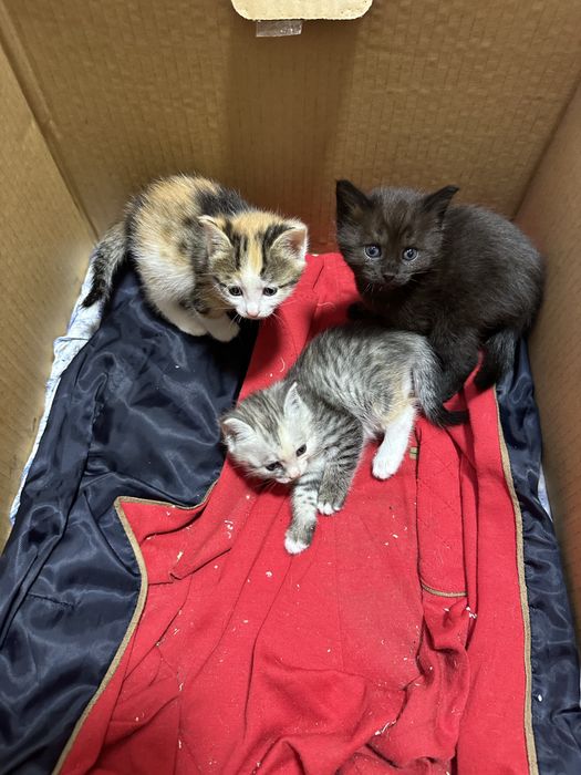 Продам домашних котят