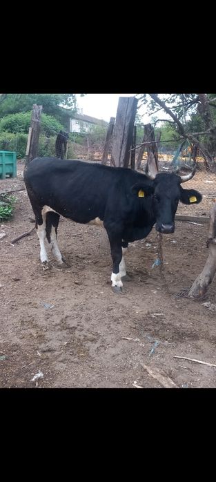 Продавам бременна свиня и юница