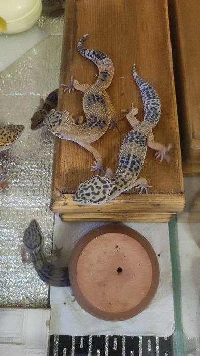 Эублефары разного возраста