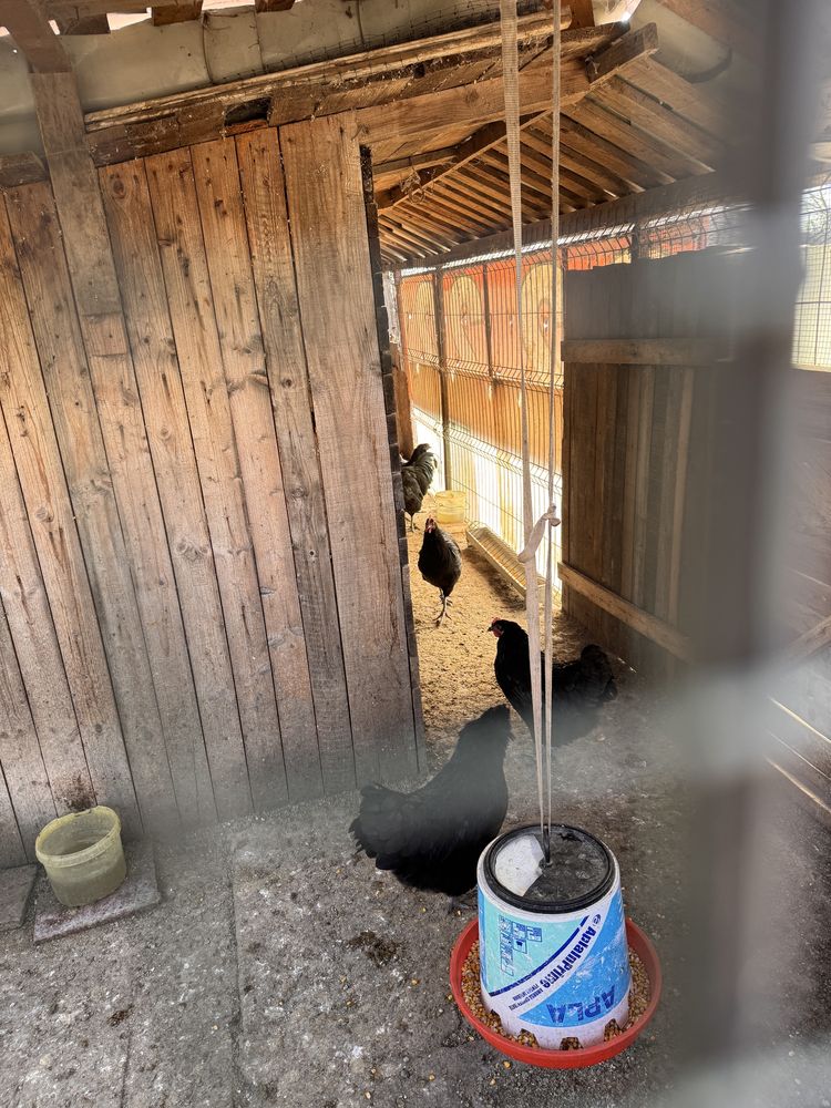 Vand ganini Australorp negru