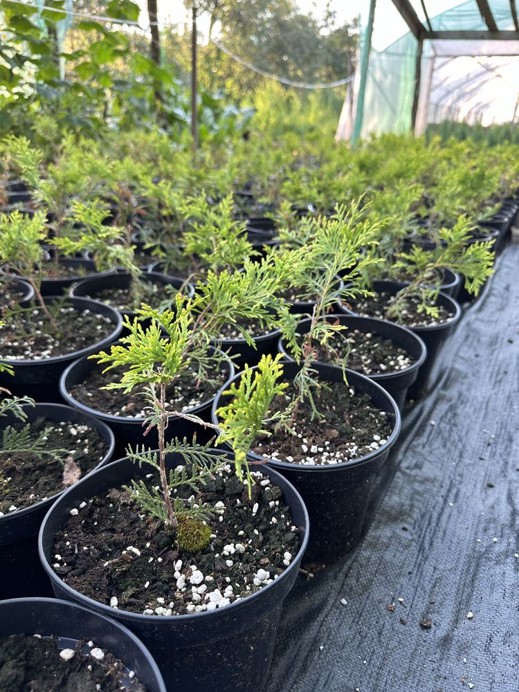 Tuia (thuja) smaragd / columnara/diferite plante ornamentale/ rasaduri