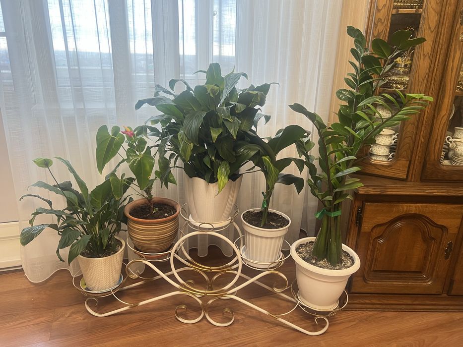 Комнатные цветы