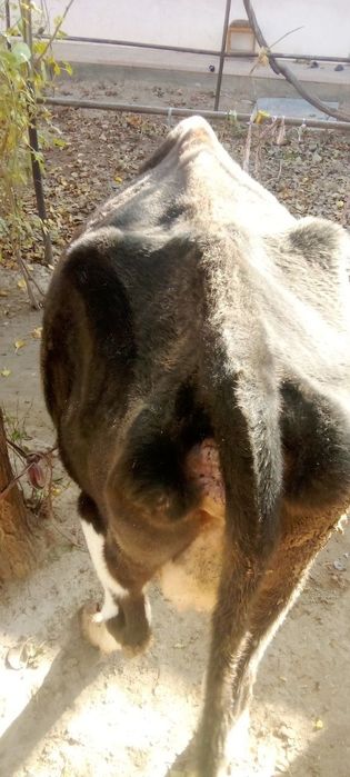 Ona bola sigir sogʻlom