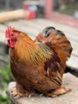 Pereche cochinchina pitic - exemplare top