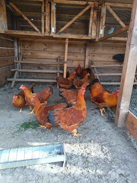 Găini,tineret  New Hampshire