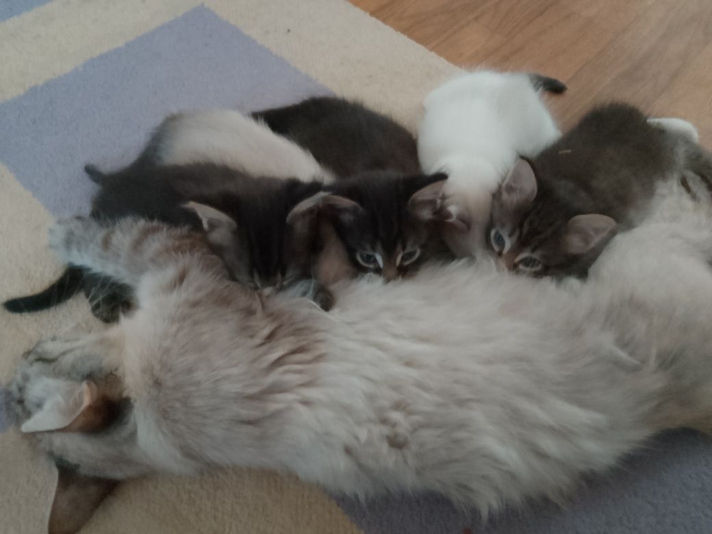 Отдам котят даром