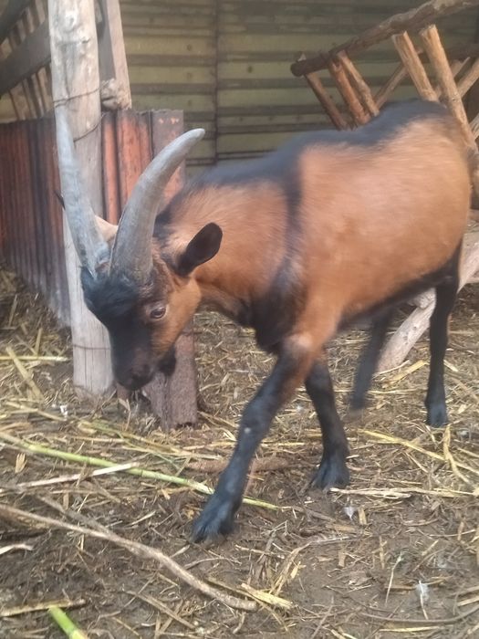 Vând țap/capre alpin franceza
