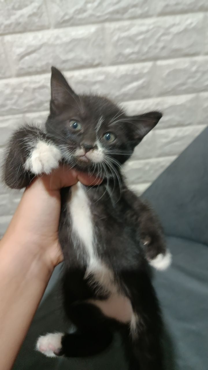 Котята свои домашние
