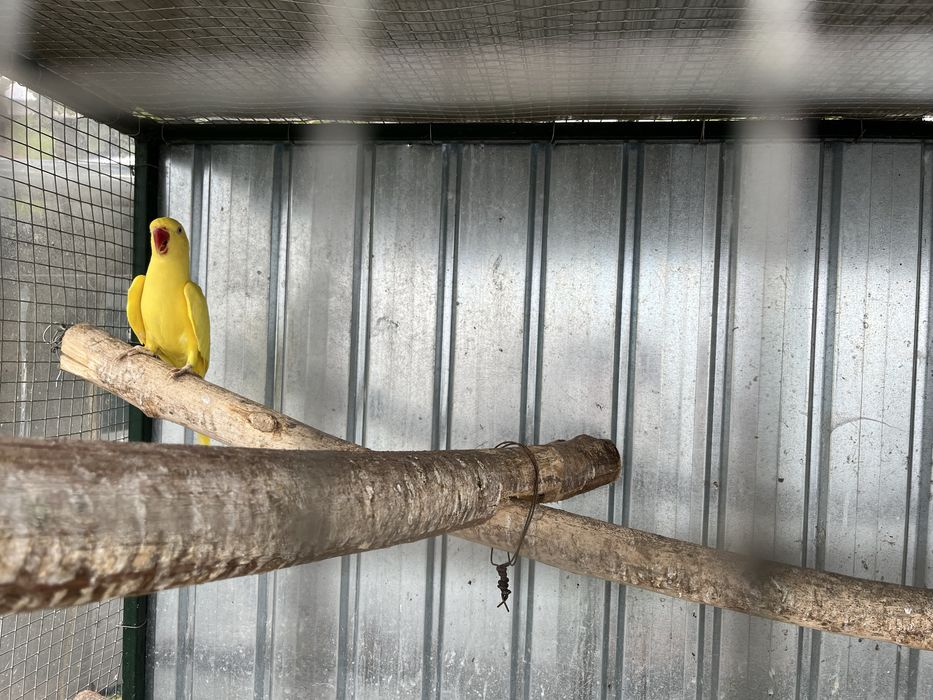 Papagal Alexandru mic