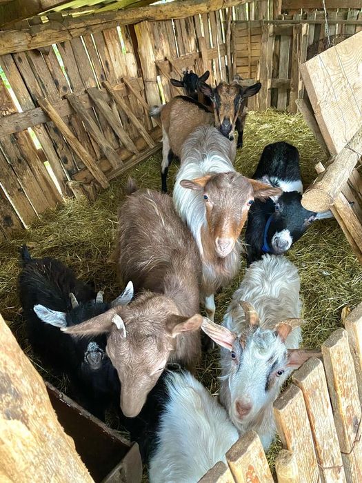 Vand Capre tinut inauntru