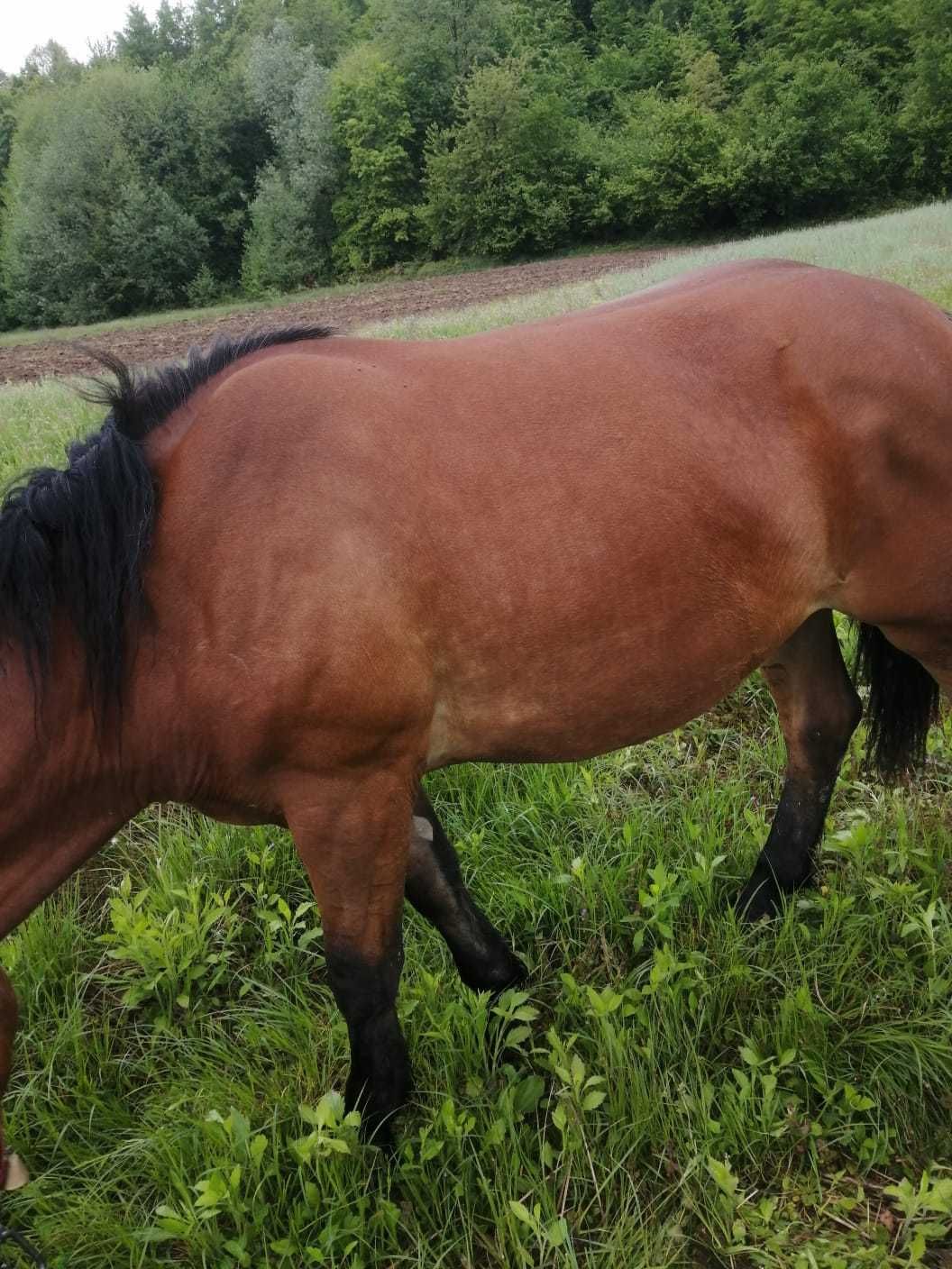 Vând mânză de 1 an și 10 luni