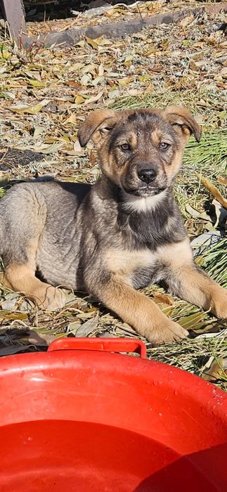 Отдам щенят мальчики и девочки, возраст  1,5 месяца в очень хорошие ру