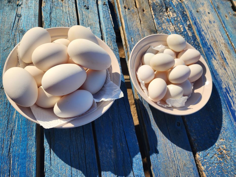 Продаю домашние утиные и гусиные яйца
