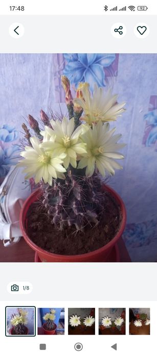 Продается Кактус цветущий