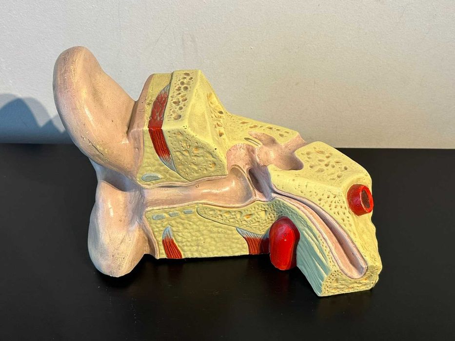 Соц Анатомичен Модел на Човешко Ухо