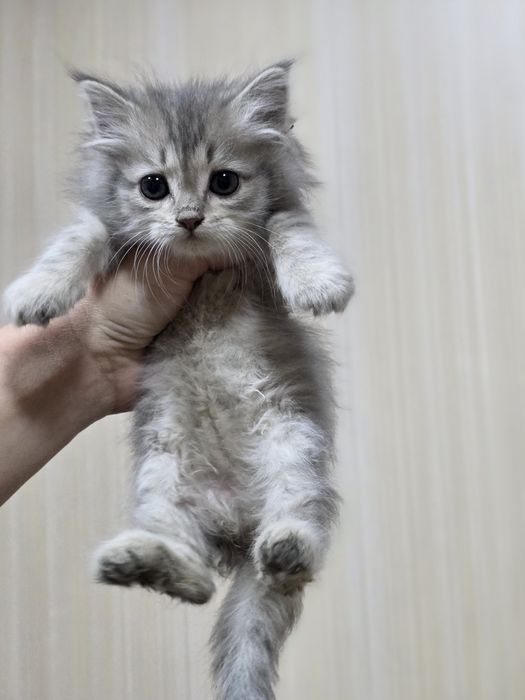 Срочно очень красивые котята!