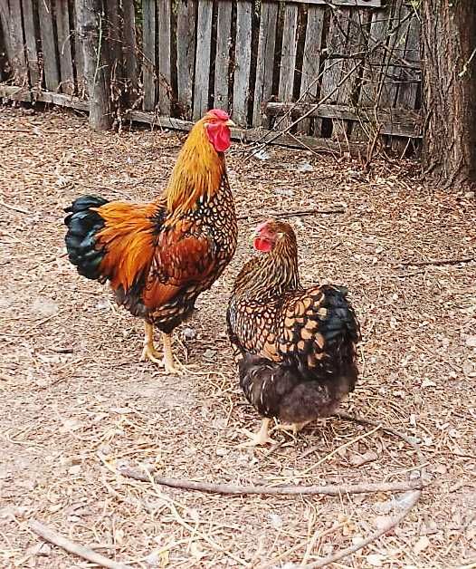 Vand cocosi Wiandotte GSG si Australorp Splash