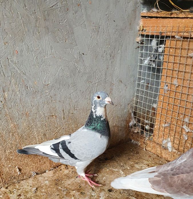 Porumbei fond maraton