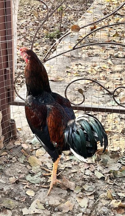 Дакан хуроз сотилади