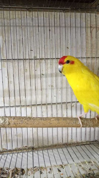 Какарик Самец 3 года