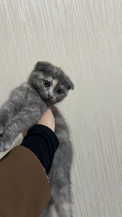 Котята : Шотландский фолд ( вислоухая)