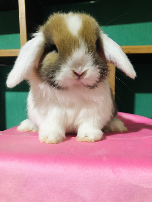 Karlik dekaretivni quyonchala sotiladi