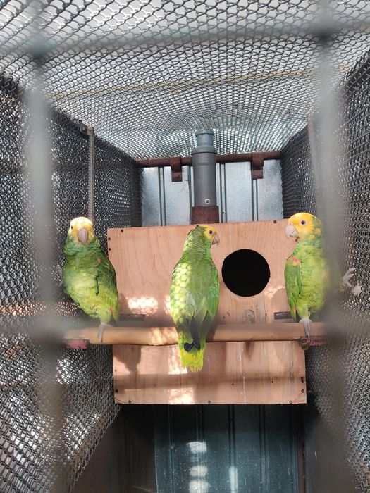 Papagal Amazon Magna Oratrix