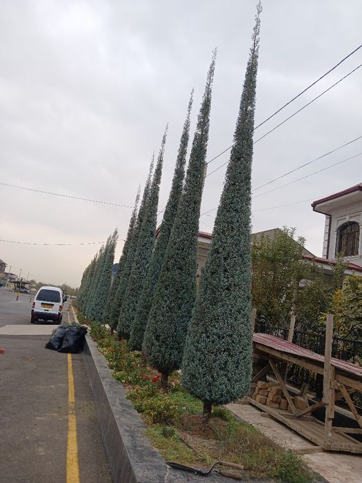 Archa kesish.va. gazon ekish. dorilash xizmati