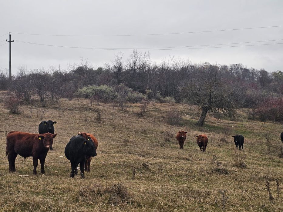 Tăurași black angus