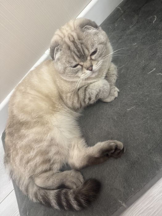 Вязка животных кошек
