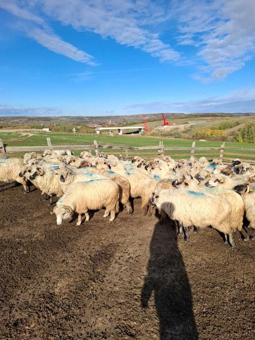 Vând oi țurcane bune