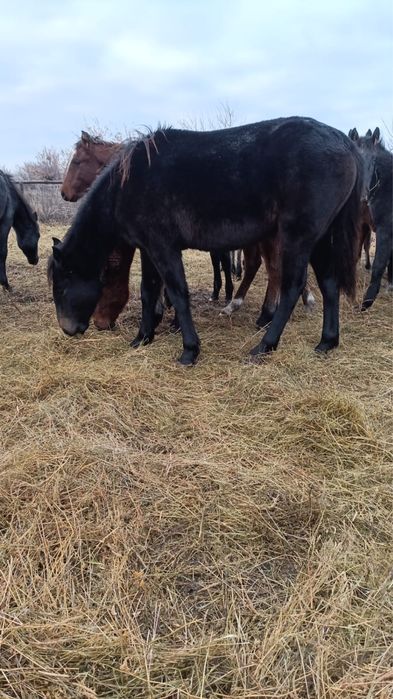 Продам лошадей байталок