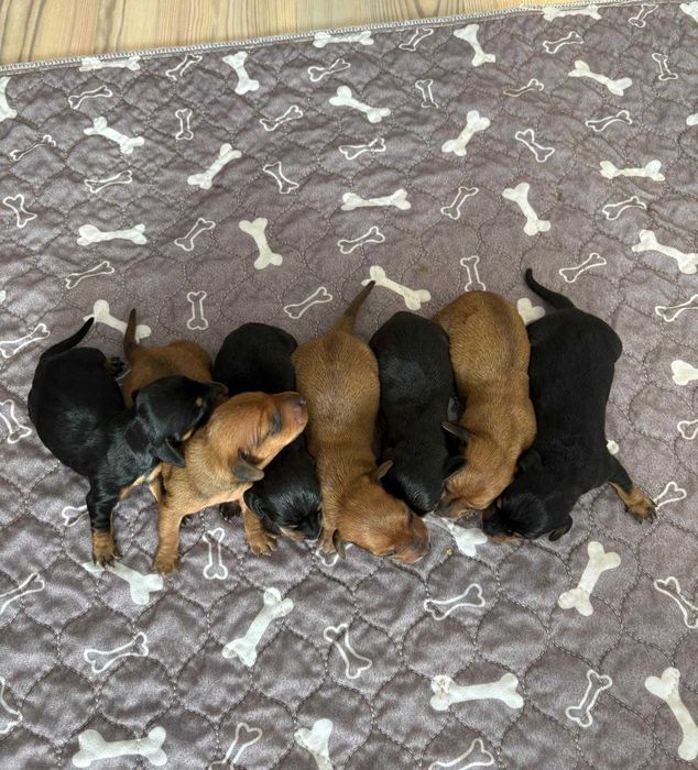 Pui șoricar (Teckel pitic, Dachshund)