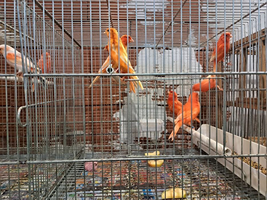 продавам канари,папагали -корела,киги рики  ,вълнасти,голям Александър