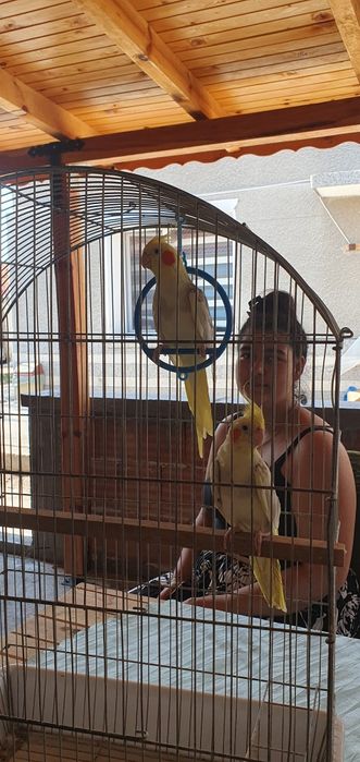 Папагали 2-ка Корели с клетка