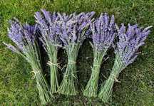 3 buchete de lavanda proaspat recoltata, 100 fire/buchet