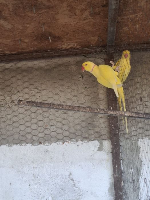 Papagali micul alexandru nimfe perusi rozele capere