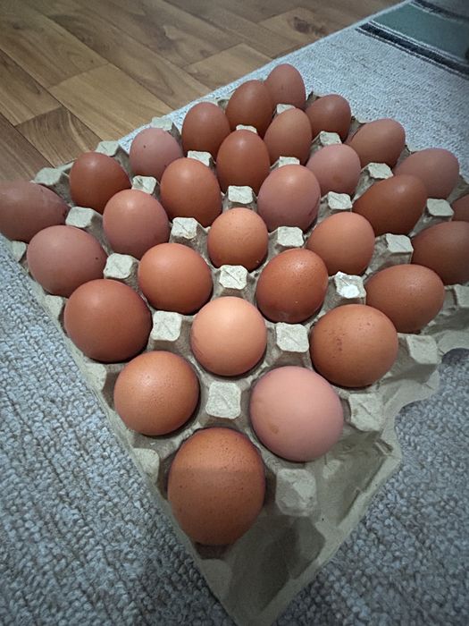 Продам домашний яйца 800 тг